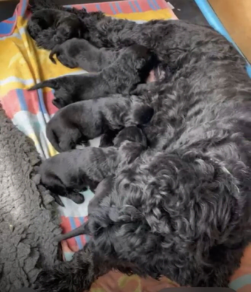 Russian Black Terrier Pups for Sale
