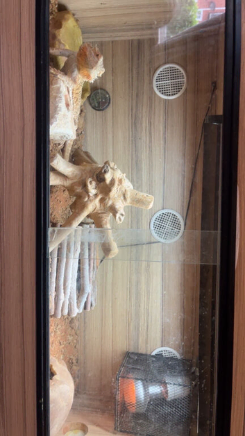 Bearded dragon for sale