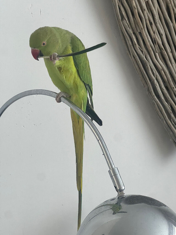 Indian ringneck