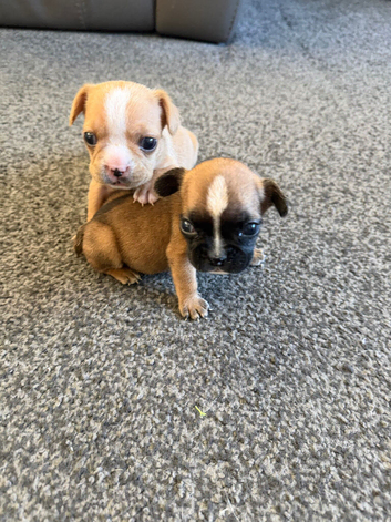 Gorgeous Frenchel puppies (Frenchie x cavalier)