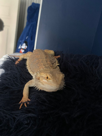 Bearded dragon