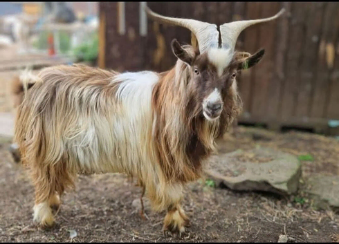 Stunning billy available