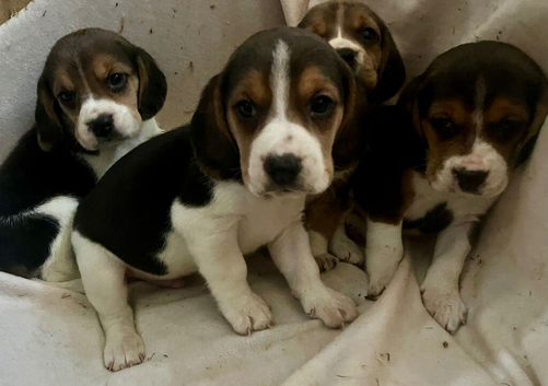 Full chunky beagles