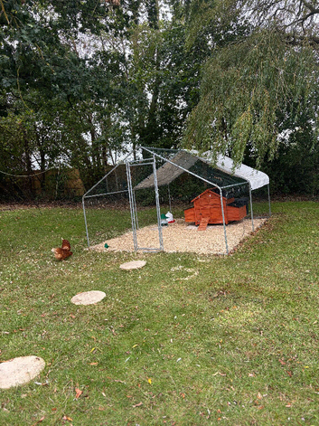 Hen Coop, Large Walk-in Enclosure, 6 laying hens and Accessories