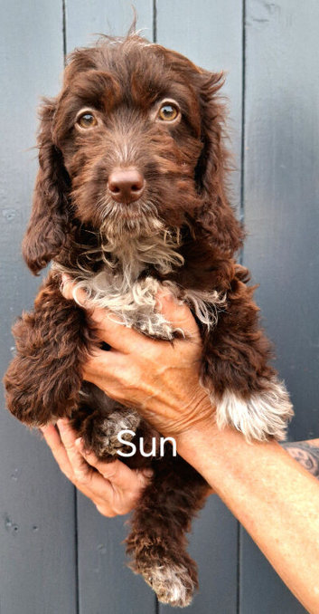 Beautiful little F1 chocolate with white cockapoo puppy