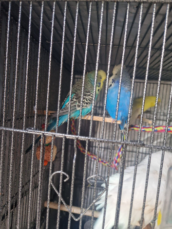 Budgies for sale