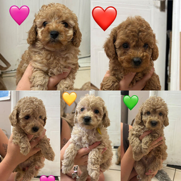 3 Outstanding Miniature Poodle Females Available
