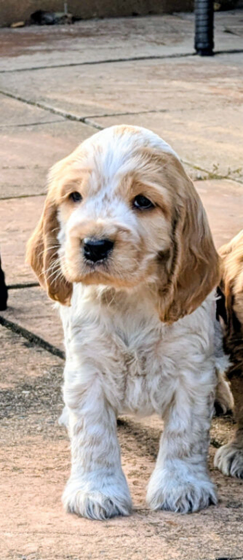 Cocker spaniel puppies for sale