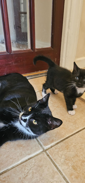 Cats and kittens