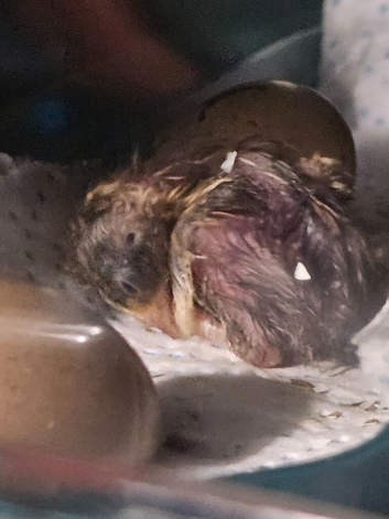 Hatching eggs for sale.