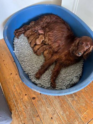 Quality Irish Setter puppies
