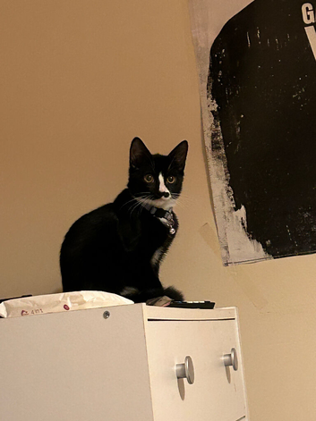 One male kitten