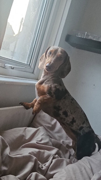 Expected litter of miniture dachshunds