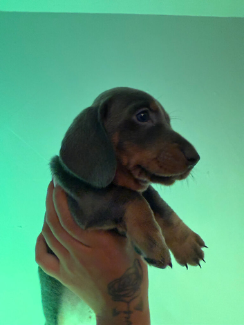Bluey