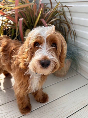 Adorable Cockerpoo Stud