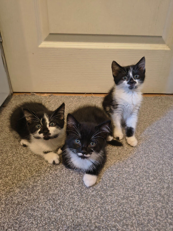 3 beautiful kitty