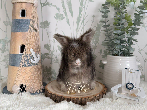 Vaccinated English Angora Babies