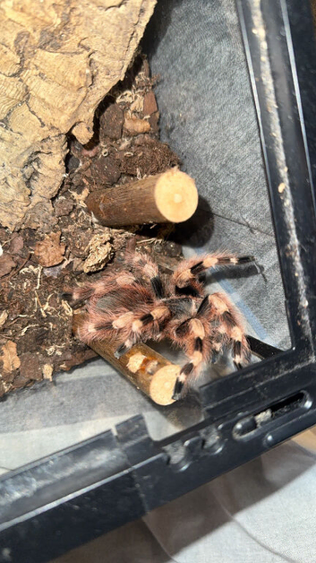 Nhandu coloratovillosus( Brazilian black and white tarantula)