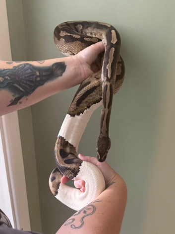 Female Fire Pied