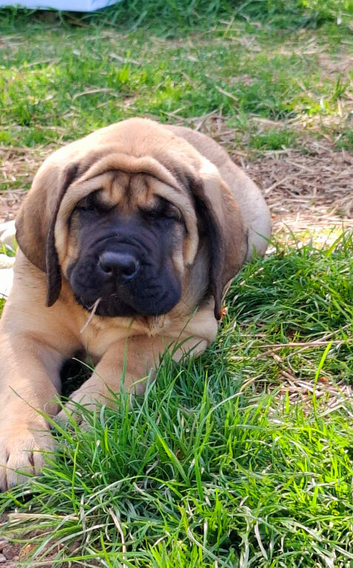 English Mastiff