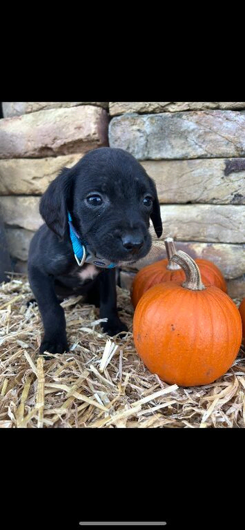 7 beautiful cocker spaniel puppies looking for their forever homes