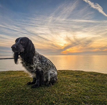 Urgently need to rehome my springer due to a change in circumstances