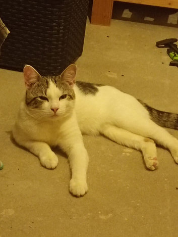 Friendly cat