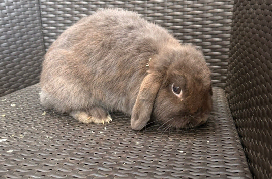 Beautiful mini lops