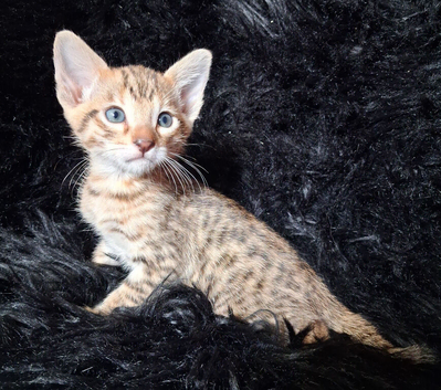 Exceptional F5 Savannah kittens