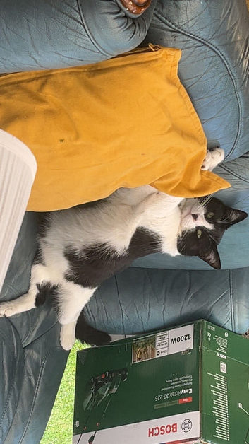 Missing black and white cat (Bambino)