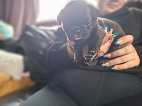 4 gorgeous Frug puppies
