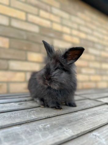 Lionhead angora mixed breed