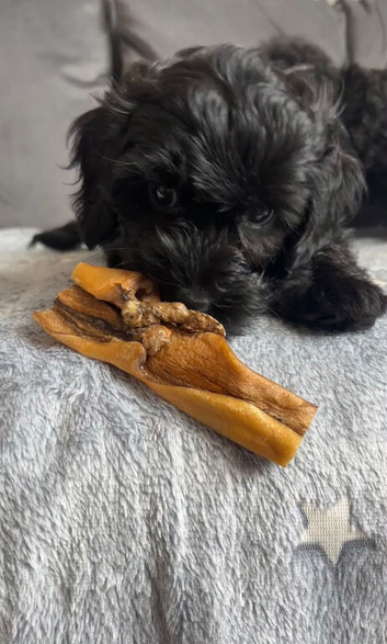 Cockapoo