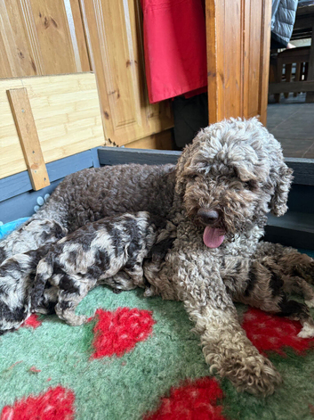 Chocolate Merle cockapoo puppies