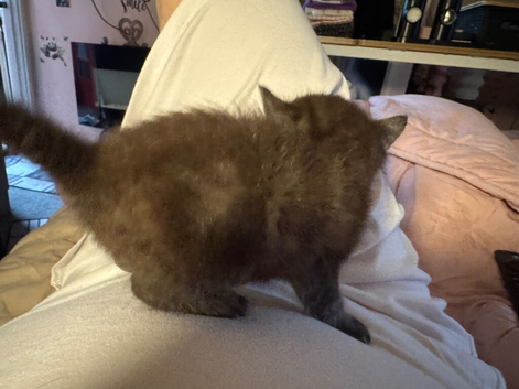 Kitten
