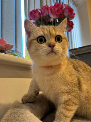Must view Inteligent Golden British Short hair kitten Girl