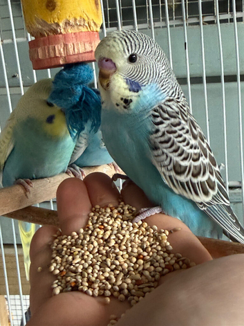5 Young Semi-Tame Budgies