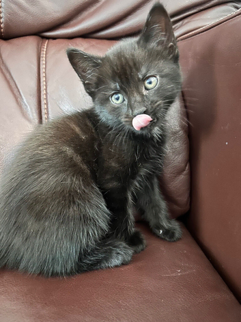 4 beautiful Kittens