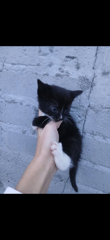 Kittens