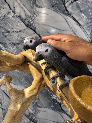 Friendly Baby HandReared Super Tame Cuddly African Grey Parrot,30