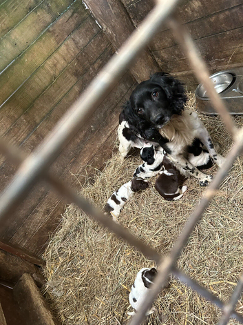Springer spaniel puppies