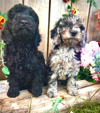 Quality Cockapoos Merle Girl / Black Boys