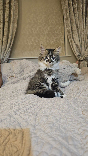 Gorgeous fluffy boy