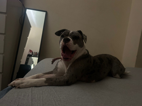 grey Merle bulldog girl