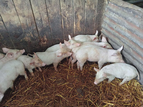6 Weaners