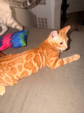 TICA Registered F4 Bengal Boy - Rare Ginger Colouring