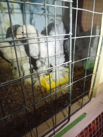 4 Golden Brahma hens