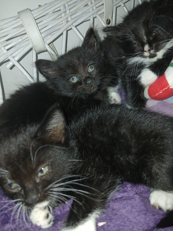 Long haird short haird kittens