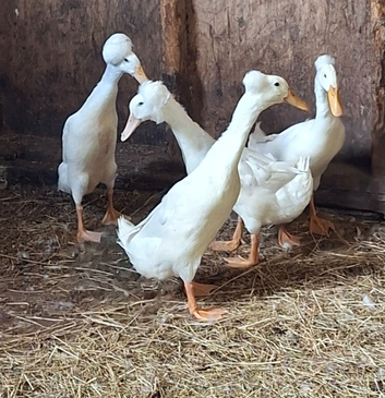 2 Beautiful white crested runner ducks.