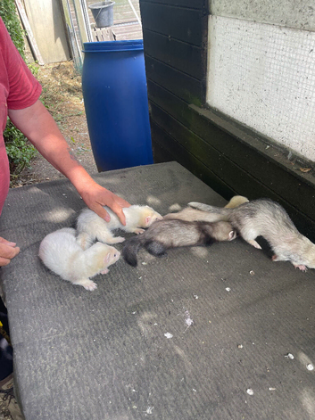 Ferrets mixed for sale